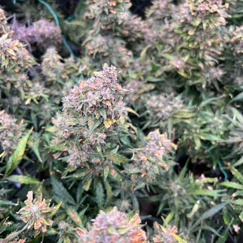 Hawaii Maui Waui Automatic growlog timeline photo