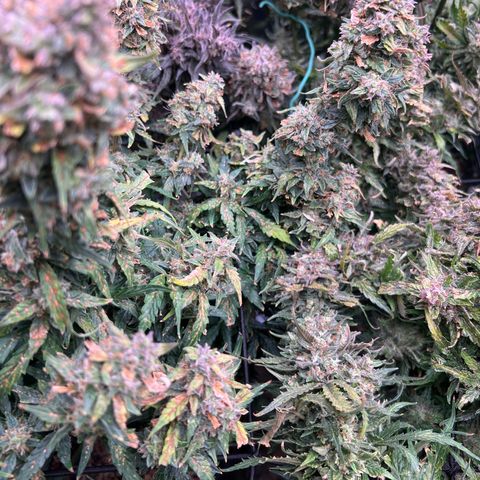 Hawaii Maui Waui Automatic growlog timeline photo