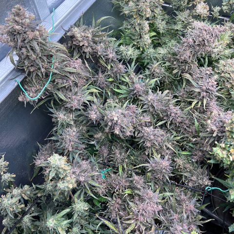 Blueberry Kush Automatic growlog timeline photo