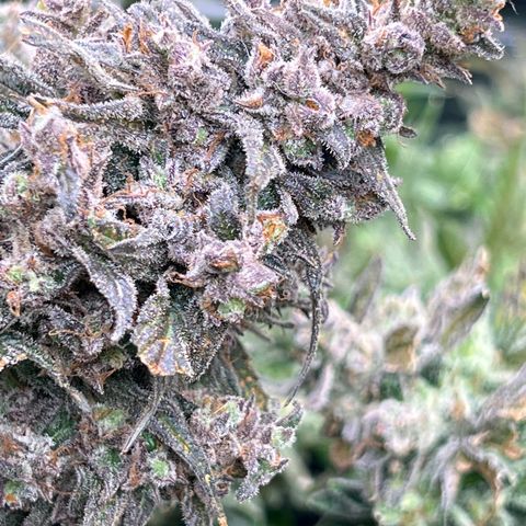 Blueberry Kush Automatic growlog timeline photo
