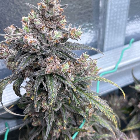 Blueberry Kush Automatic growlog timeline photo