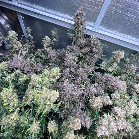 Blueberry Kush Automatic growlog timeline photo