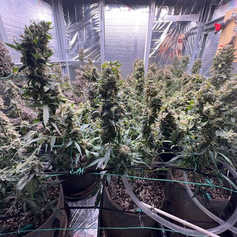 The volunteer (Maui Waui) growlog timeline photo