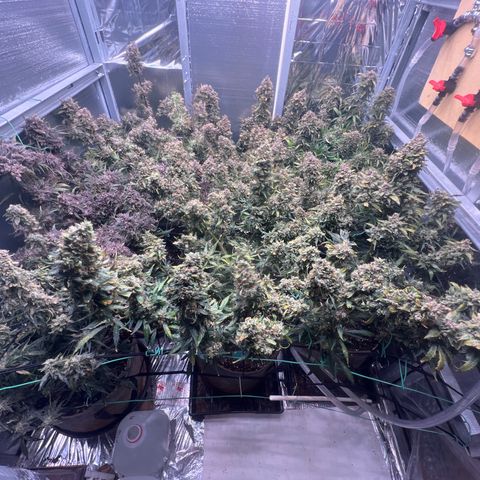 The volunteer (Maui Waui) growlog timeline photo
