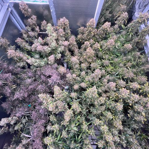 The volunteer (Maui Waui) growlog timeline photo
