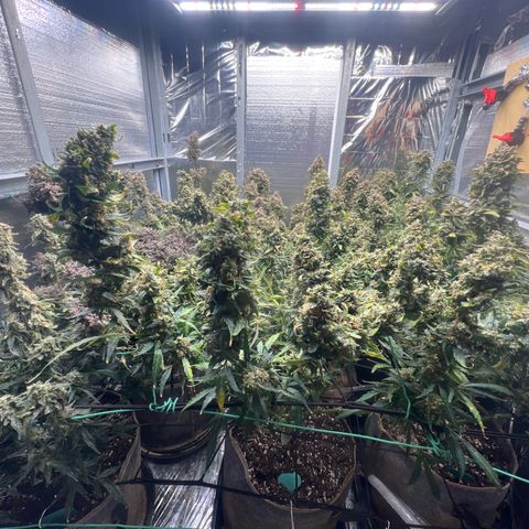 The volunteer (Maui Waui) growlog timeline photo