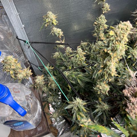 The volunteer (Maui Waui) growlog timeline photo