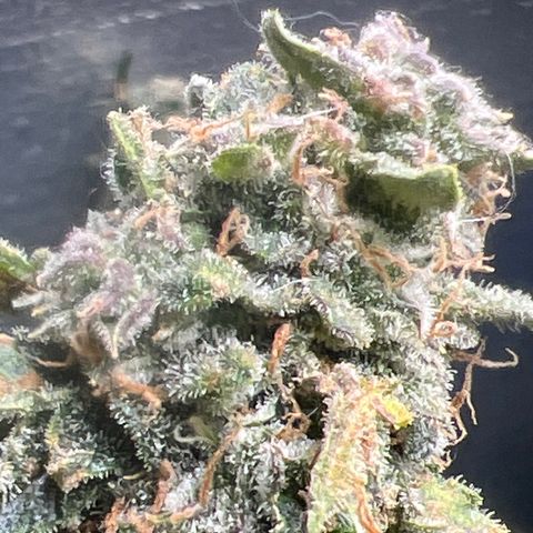 The volunteer (Maui Waui) growlog timeline photo