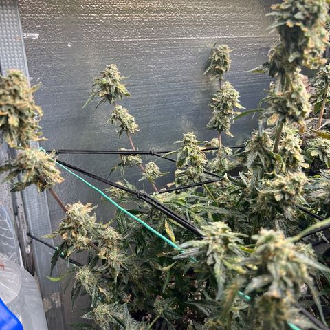 The volunteer (Maui Waui) growlog timeline photo