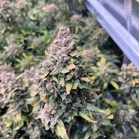 Maui waui 2 growlog timeline photo