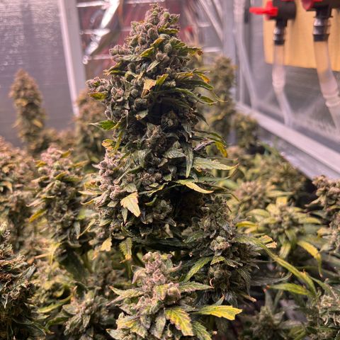 Maui waui 2 growlog timeline photo