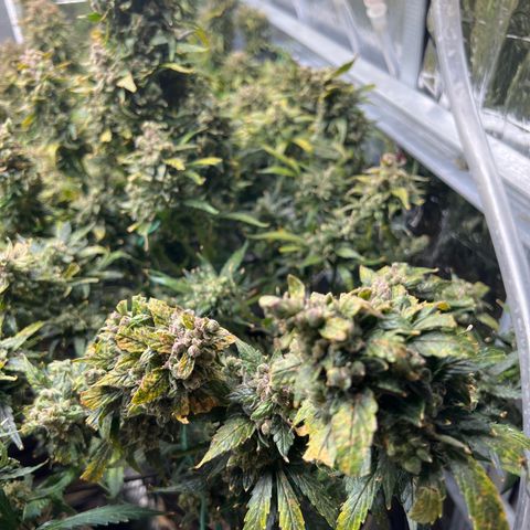 Maui waui 2 growlog timeline photo