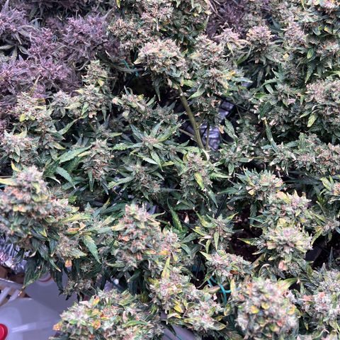 Original Auto Jack Herer growlog timeline photo