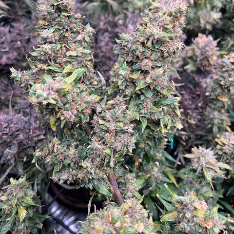 Original Auto Jack Herer growlog timeline photo