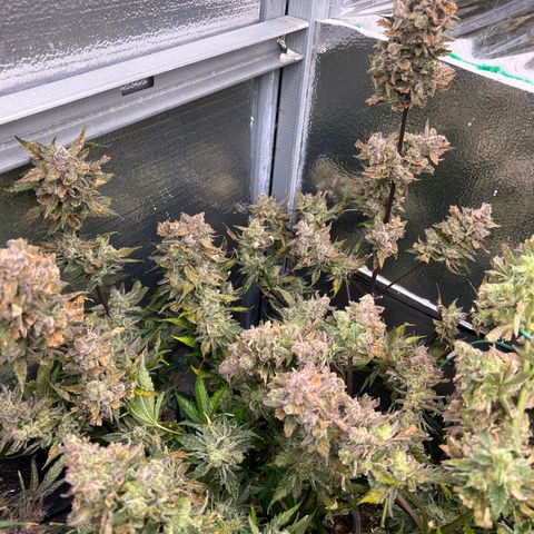 Arctic Sunset growlog timeline photo