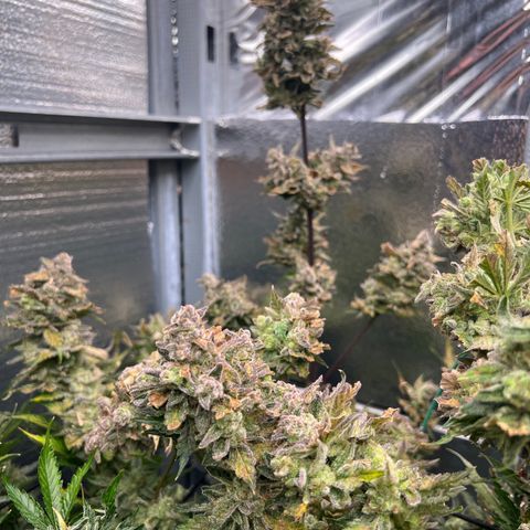 Arctic Sunset growlog timeline photo