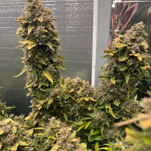 Mimosa Cake Auto growlog timeline photo