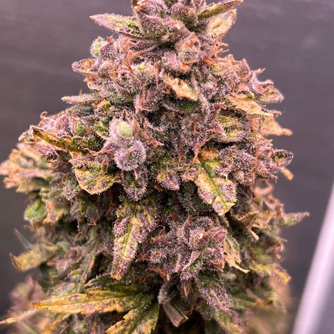 Mimosa Cake Auto growlog timeline photo