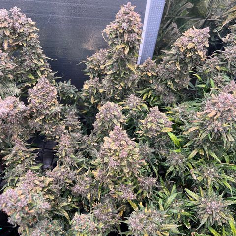 Mimosa Cake Auto growlog timeline photo