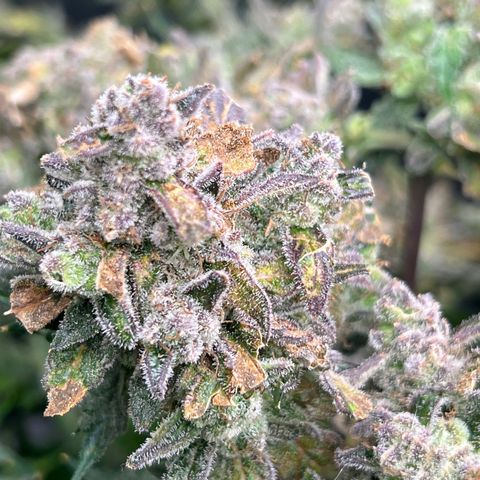 Arctic Sunset growlog timeline photo