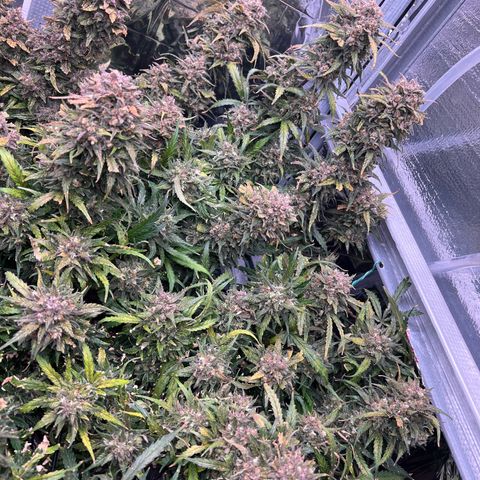 Wedding Glue Auto growlog timeline photo