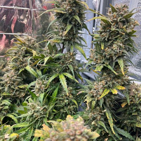 Wedding Glue Auto growlog timeline photo