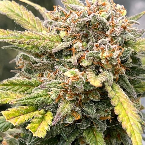 Wedding Glue Auto growlog timeline photo