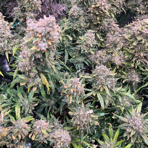 Hawaii Maui Waui Automatic growlog timeline photo
