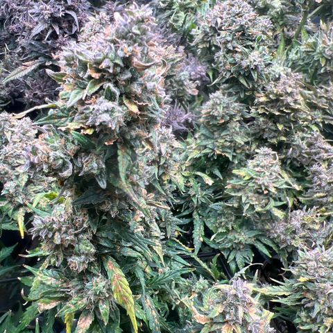 Hawaii Maui Waui Automatic growlog timeline photo