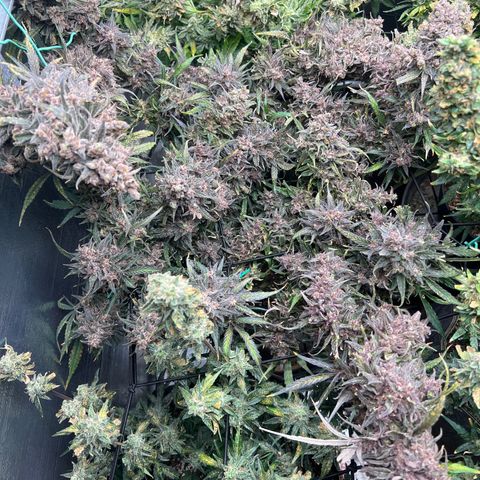 Blueberry Kush Automatic growlog timeline photo