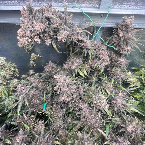 Blueberry Kush Automatic growlog timeline photo