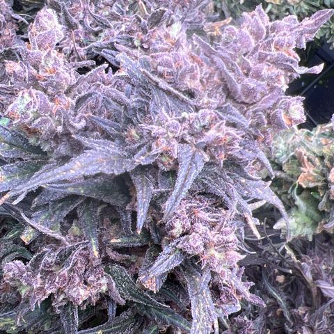 Blueberry Kush Automatic growlog timeline photo