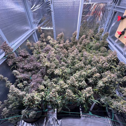The volunteer (Maui Waui) growlog timeline photo