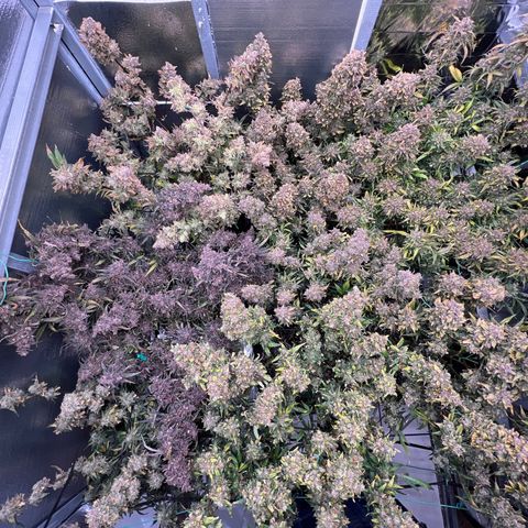 The volunteer (Maui Waui) growlog timeline photo