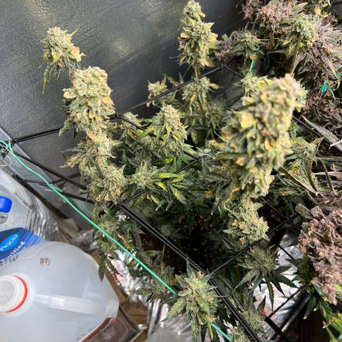 The volunteer (Maui Waui) growlog timeline photo