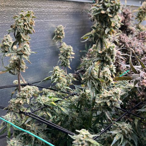 The volunteer (Maui Waui) growlog timeline photo