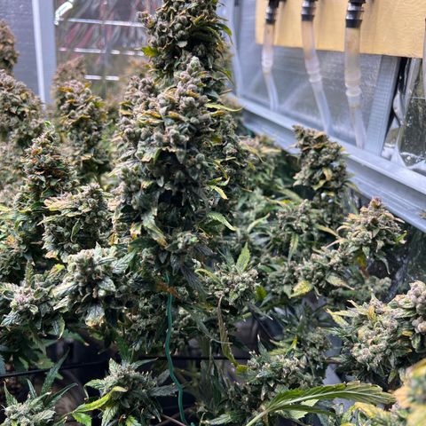 Maui waui 2 growlog timeline photo