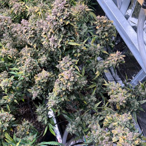Maui waui 2 growlog timeline photo