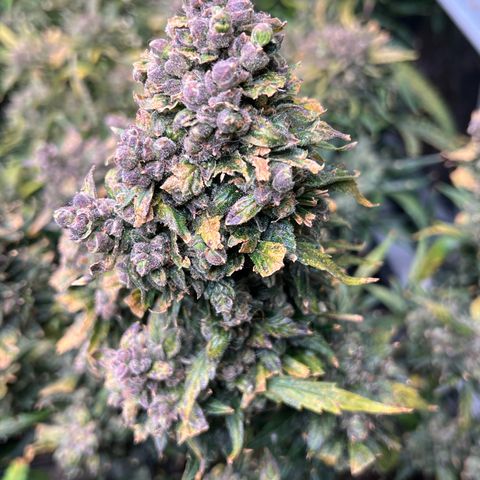 Maui waui 2 growlog timeline photo