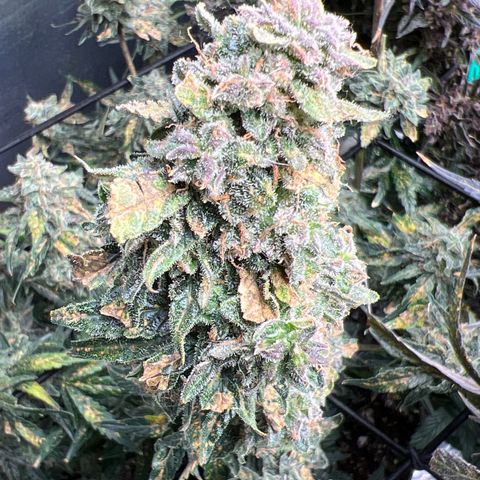 The volunteer (Maui Waui) growlog timeline photo
