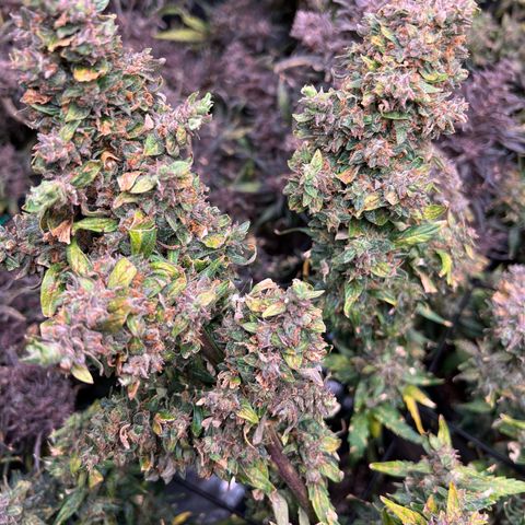 Original Auto Jack Herer growlog timeline photo
