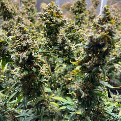 Original Auto Jack Herer growlog timeline photo
