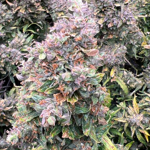 Original Auto Jack Herer growlog timeline photo