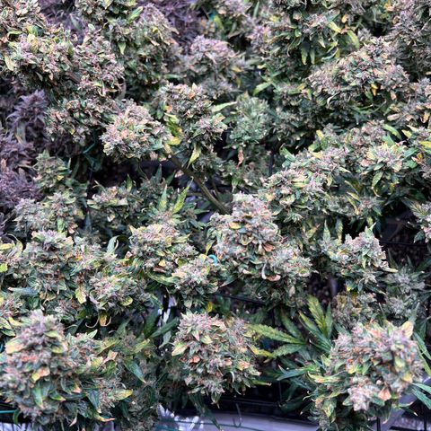 Original Auto Jack Herer growlog timeline photo
