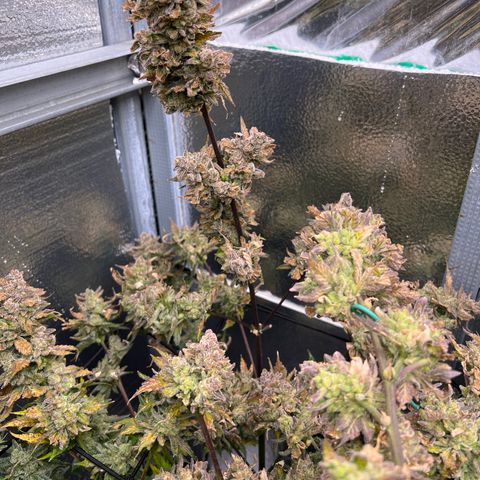 Arctic Sunset growlog timeline photo