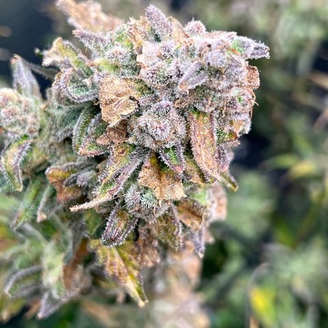 Arctic Sunset growlog timeline photo