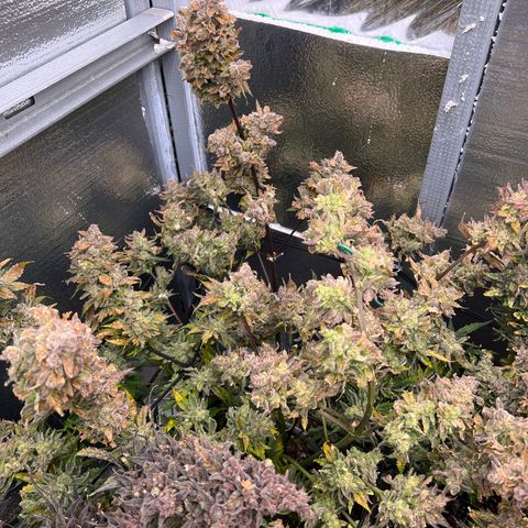 Arctic Sunset growlog timeline photo