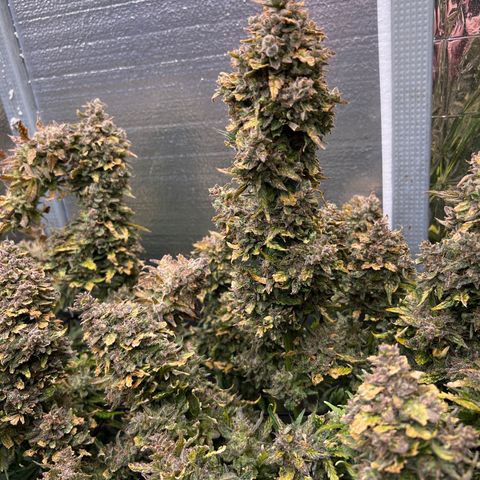 Mimosa Cake Auto growlog timeline photo