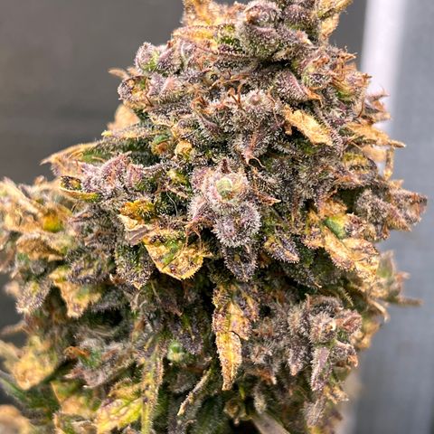 Mimosa Cake Auto growlog timeline photo