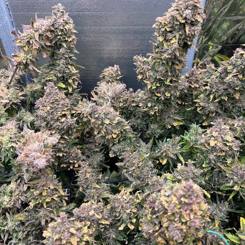 Mimosa Cake Auto growlog timeline photo